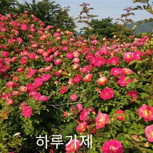 하루가제 브랜드 상품 가격정보